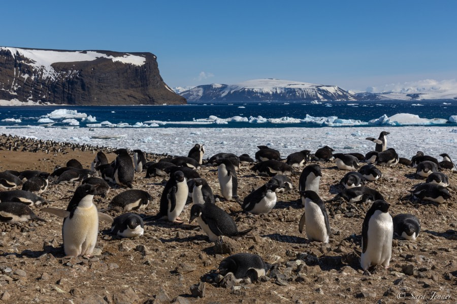 OTL22-22, Day 4, Devil Island 1 © Sara Jenner - Oceanwide Expeditions.jpg