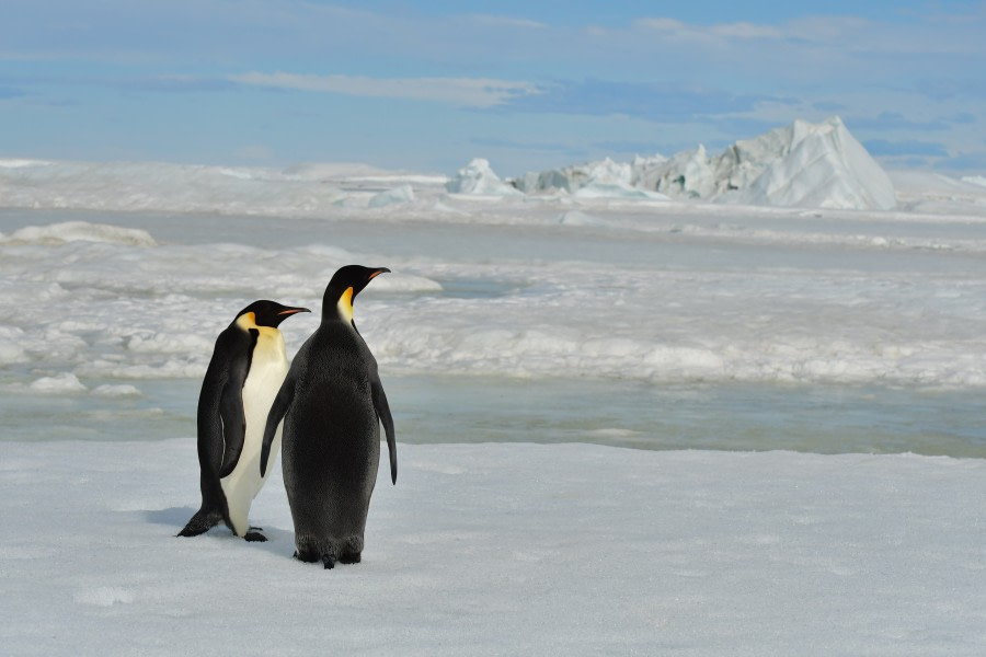 OTL22-22, Day 5, Emperor couple 2 © Hazel Pittwood - Oceanwide Expeditions.jpg