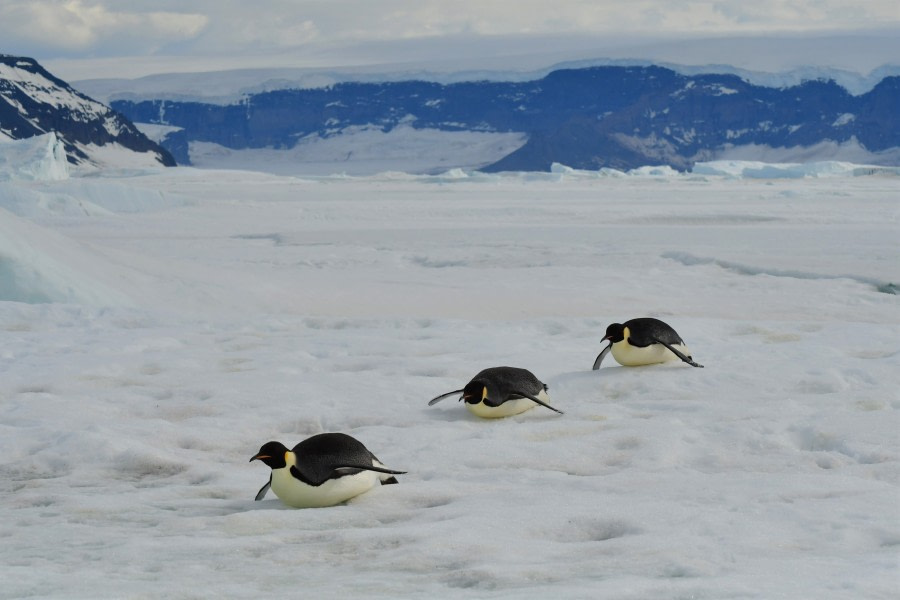 OTL22-22, Day 5, Emperor sled trio © Hazel Pittwood - Oceanwide Expeditions.jpg