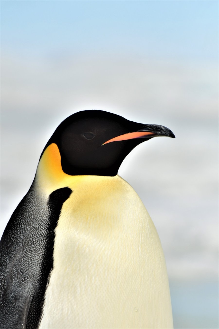 OTL22-22, Day 5, Emperor penguin portrait © Hazel Pittwood - Oceanwide Expeditions.jpg