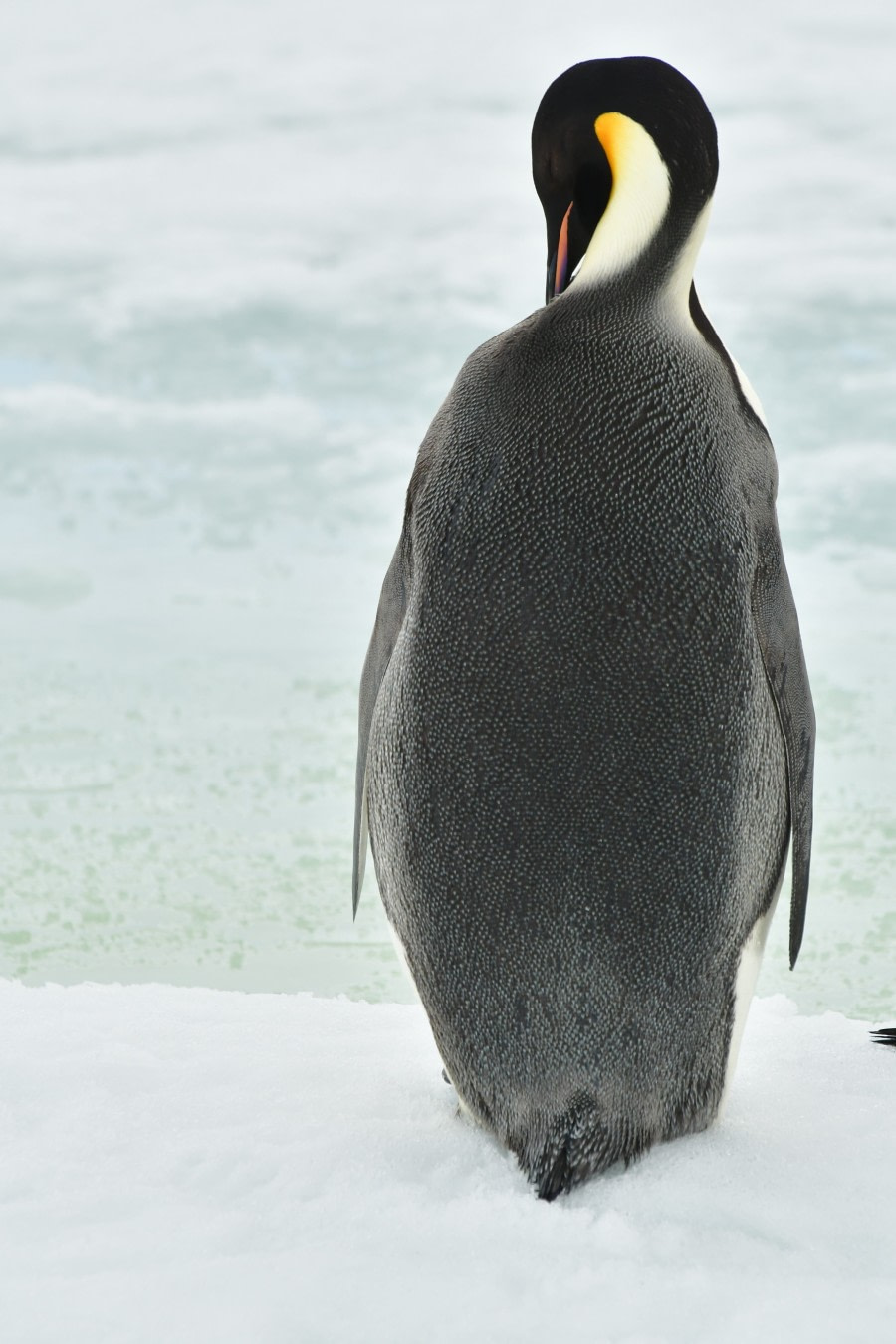 OTL22-22, Day 5, Preening emperor © Hazel Pittwood - Oceanwide Expeditions.jpg