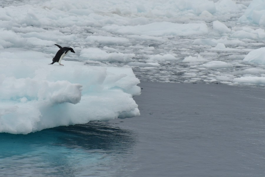 OTL22-22, Day 6, Adelie on iceberg © Hazel Pittwood - Oceanwide Expeditions.jpg