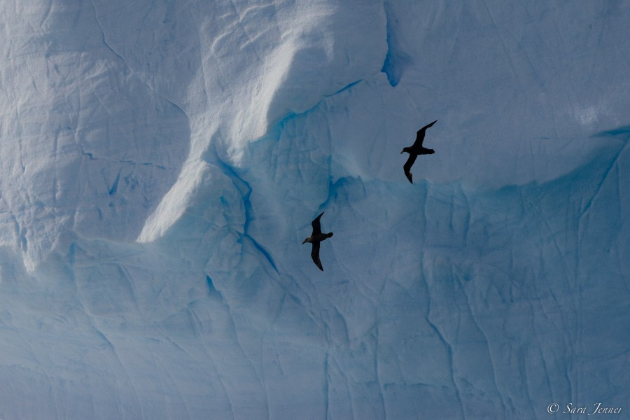 OTL22-22, Day 7, Giant Petrel 2 © Sara Jenner - Oceanwide Expeditions.jpg