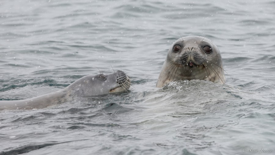 OTL22-22, Day 7, Hope Bay 8 © Sara Jenner - Oceanwide Expeditions.jpg