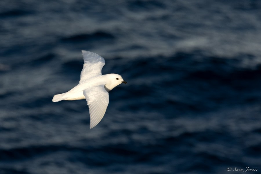 OTL22-22, Day 7, Snow Petrel © Sara Jenner - Oceanwide Expeditions.jpg