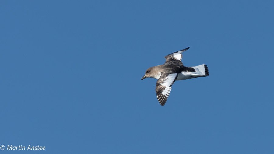 OTL23-22, Day 3 Antarctic Petrel 4 © Martin Anstee - Oceanwide Expeditions.jpg