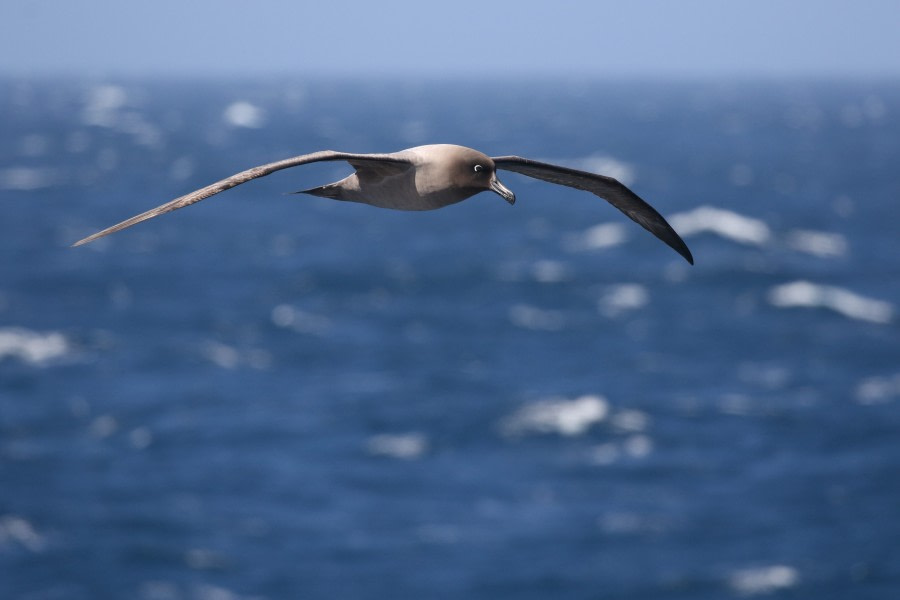 OTL23-22, Day 3 At Sea Drake Regis Perdriat (9) © Regis Perdriat - Oceanwide Expeditions.jpg