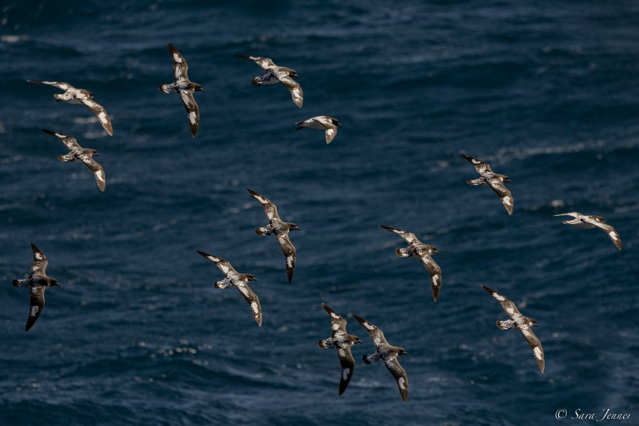 OTL23-22, Day 3 Cape Petrels © Sara Jenner - Oceanwide Expeditions.jpg