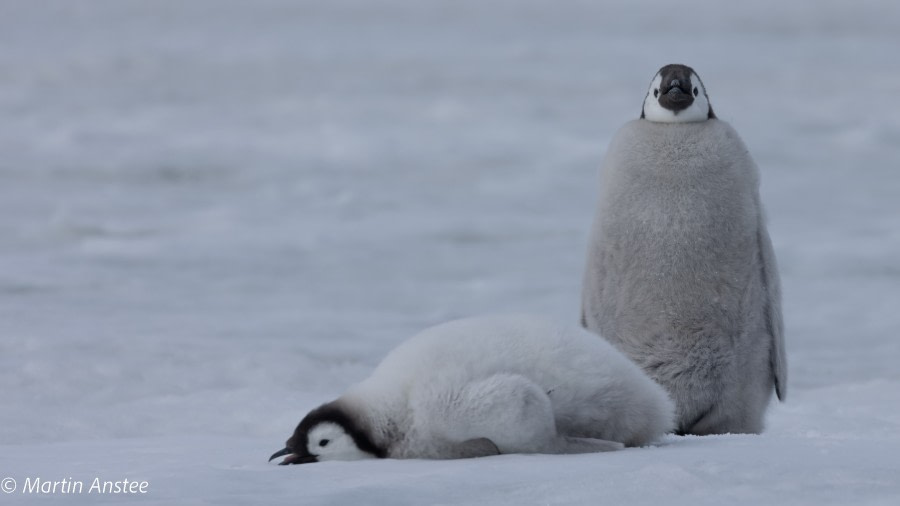 OTL23-22, Day 5 Chicks © Martin Anstee - Oceanwide Expeditions.jpg