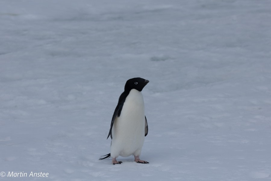 OTL23-22, Day 5 Adelie © Martin Anstee - Oceanwide Expeditions.jpg