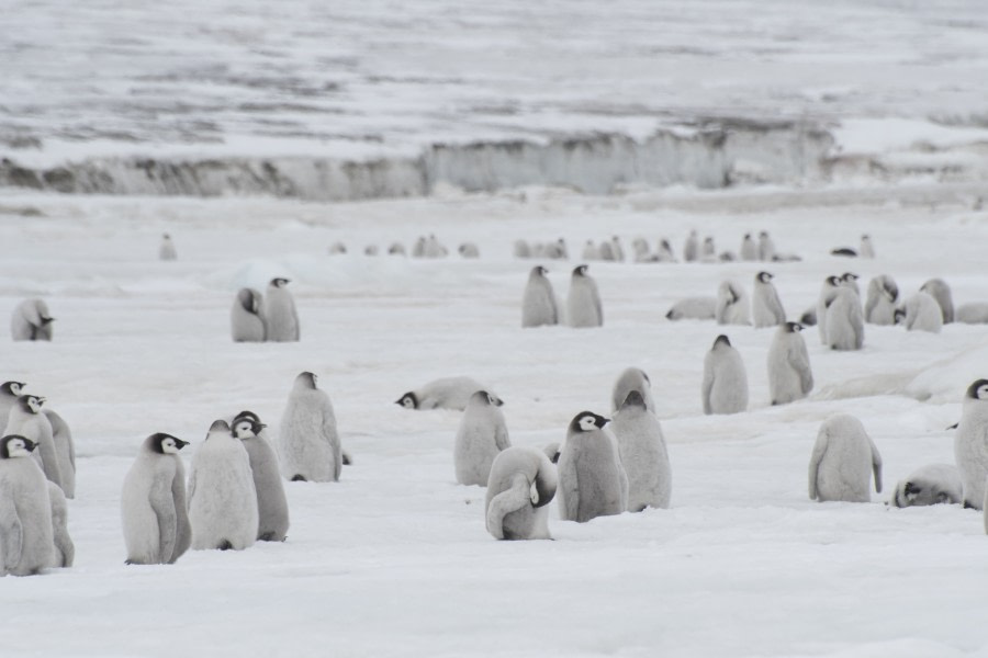 OTL23-22, Day 5 Emperor chick creche - Hazel Pittwood © Hazel Pittwood - Oceanwide Expeditions.jpg