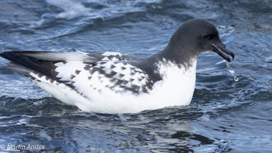 Deception Island, South Shetland Islands