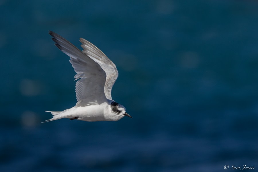 OTL23-22, Day 8 Antarctic Tern 4 © Sara Jenner - Oceanwide Expeditions.jpg