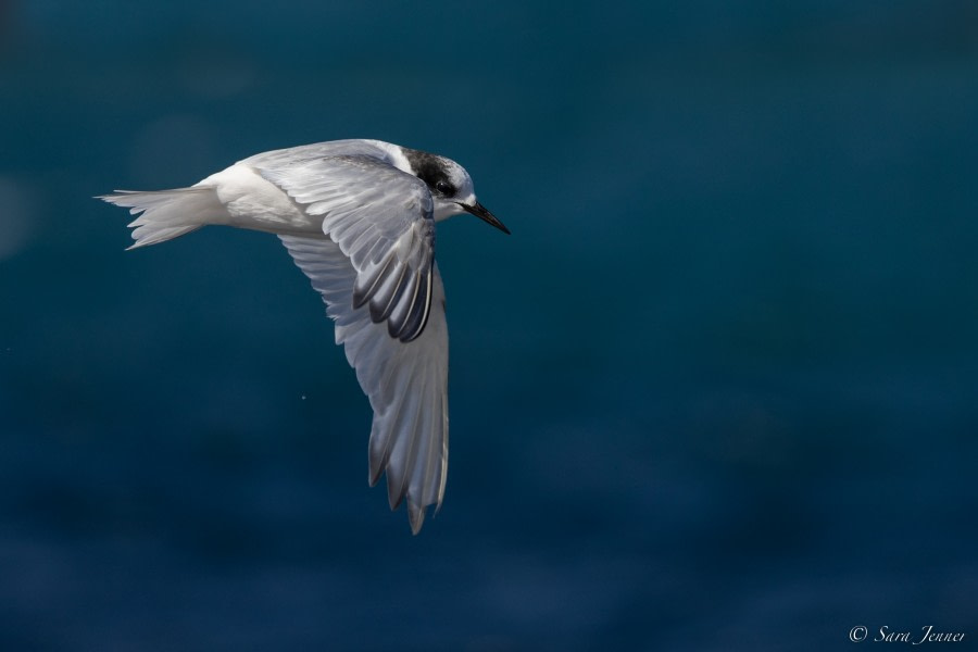 OTL23-22, Day 8 Antarctic Tern 5 © Sara Jenner - Oceanwide Expeditions.jpg