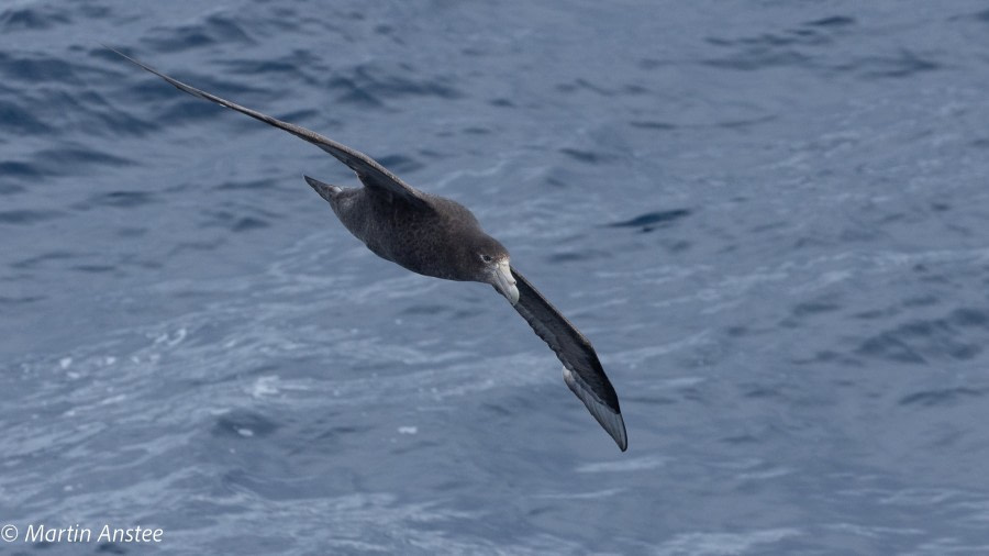 At Sea - Drake Passage