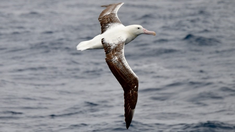 At sea on the Drake Passage