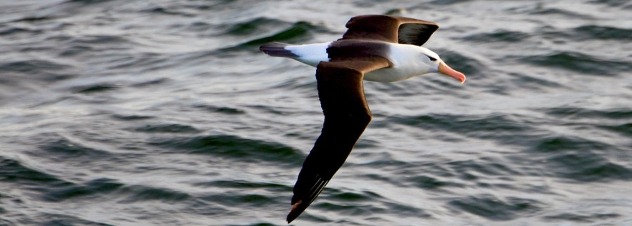 HDS22-22, Day 1, Black-browed Albatross © Unknown Photographer - Oceanwide Expeditions.jpg