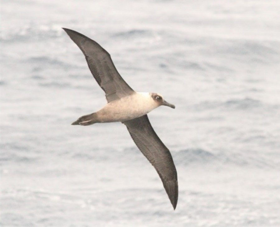 HDS22-22, Day 3, Light-mantled Albatross © Unknown Photographer - Oceanwide Expeditions.jpg