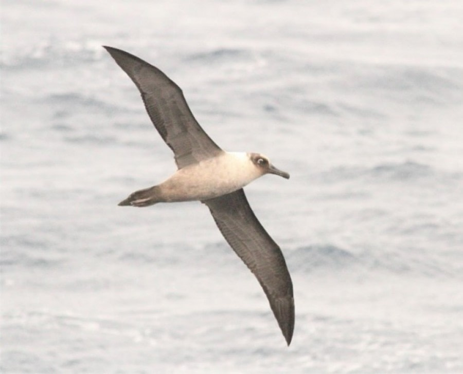 At sea in the Drake Passage