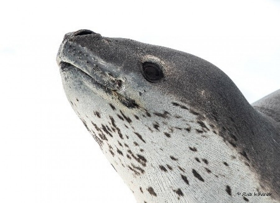 HDS22-22, Day 7, Leopard seal © Ross Wheeler - Oceanwide Expeditions.jpg