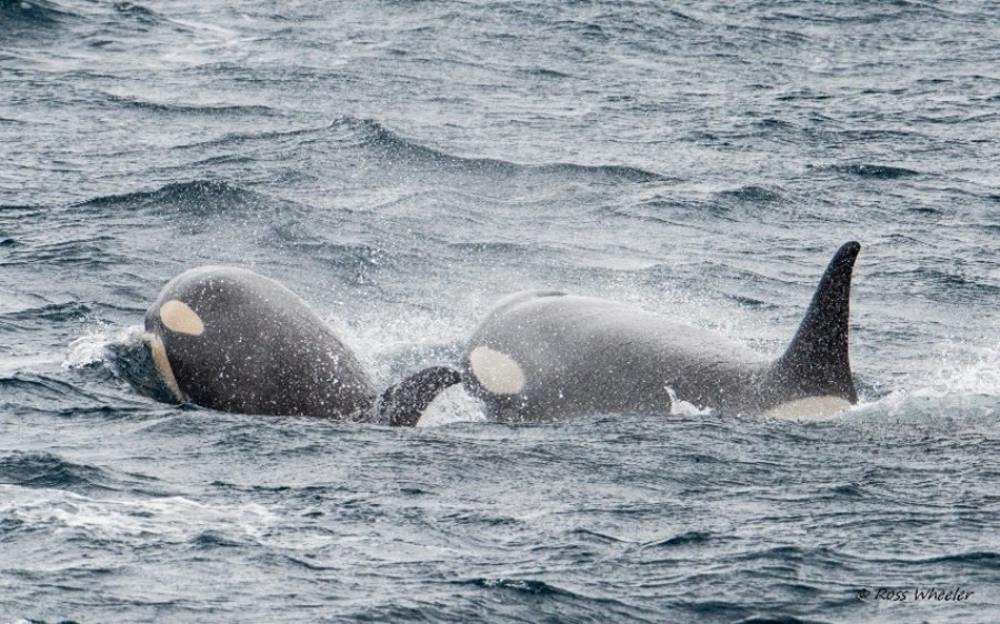 HDS22-22, Day 9, Orca © Ross Wheeler - Oceanwide Expeditions.jpg