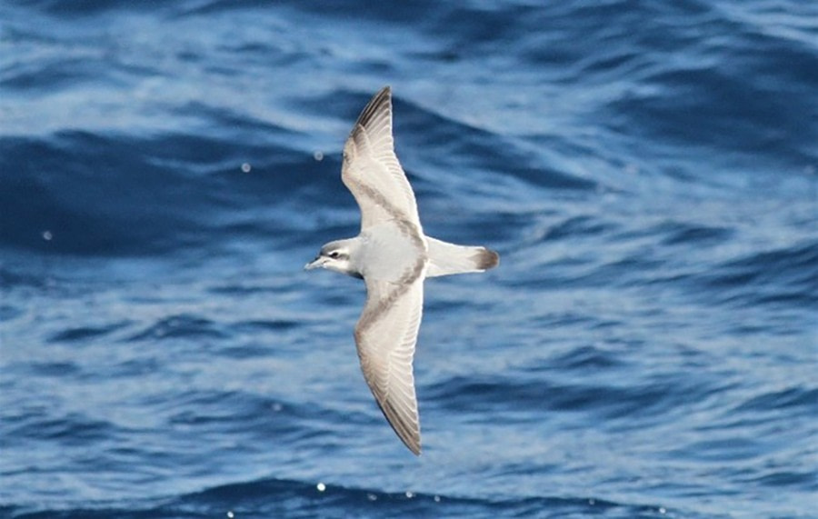 At sea on the Drake Passage