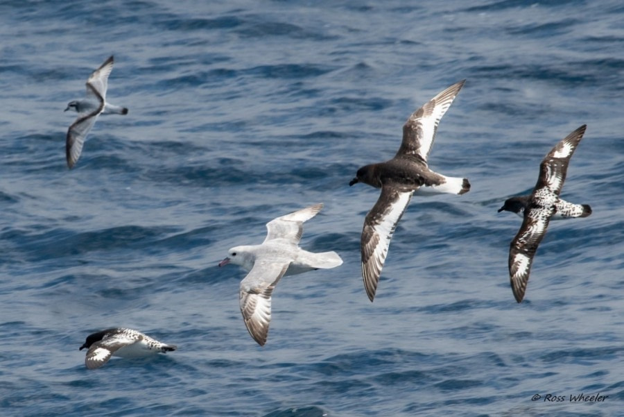 HDS23-22, Day 3, Southern Fulmar, Antarctic Prion, Antarctic Petrel, Cape Petrel © Ross Wheeler.jpg