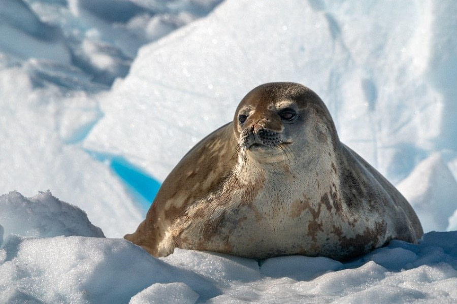 HDS23-22, Day 4, Weddell Seal © Unknown Photographer.jpg