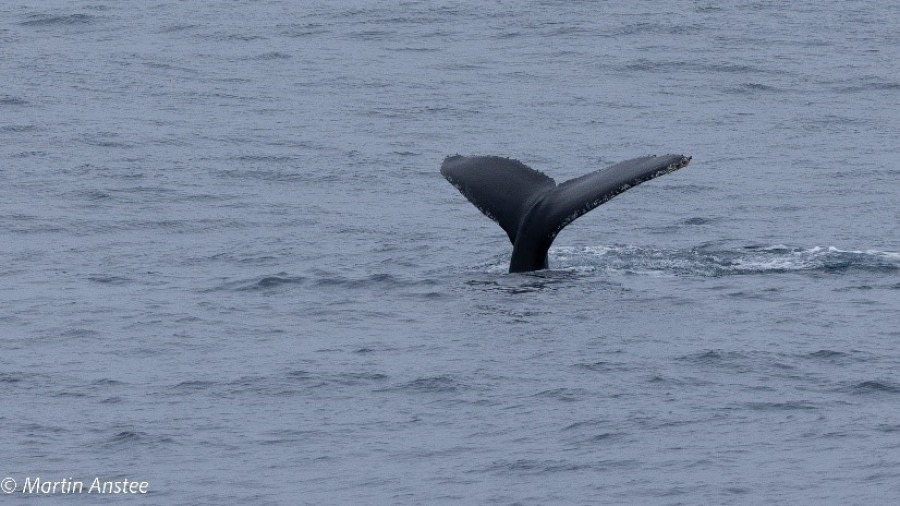 HDS23-22, Day 5, Humpback whale tail © Martin Anstee.jpg