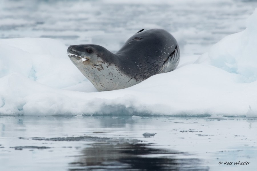 HDS23-22, Day 5, Leopard seal © Ross Wheeler.jpg