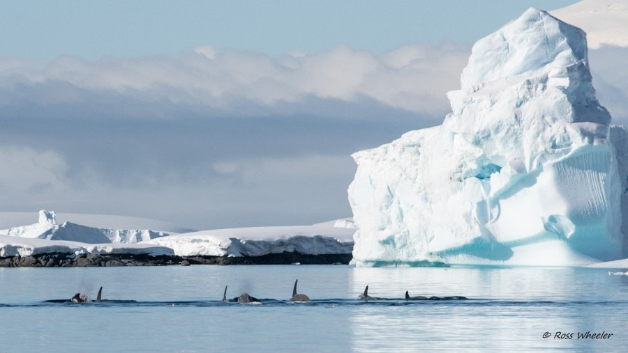 HDS23-22, Day 6, Orcas © Ross Wheeler.jpg