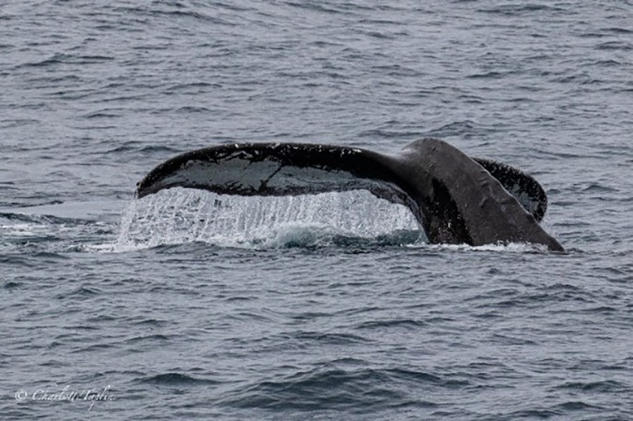 HDS23-22, Day 8, Humpback whale tail © Charlotte Taplin.jpg