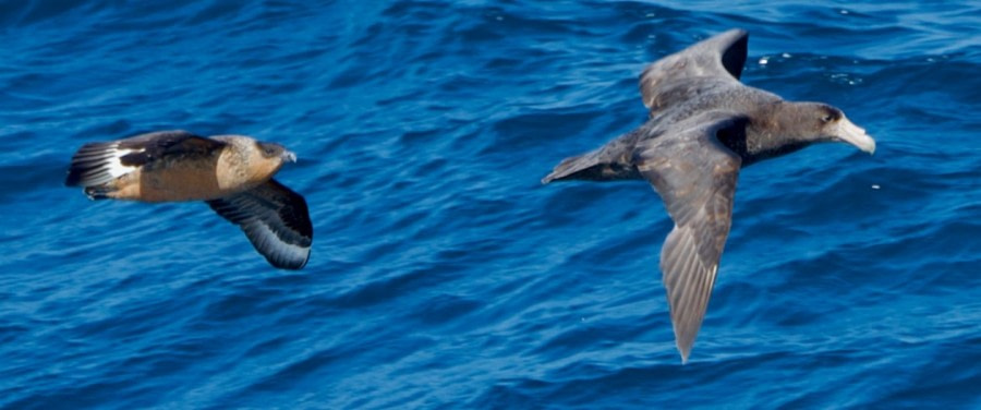 HDS23-22, Day 9, Chilean Skua, Southern Giant Petrel © Unknown Photographer (2).jpg