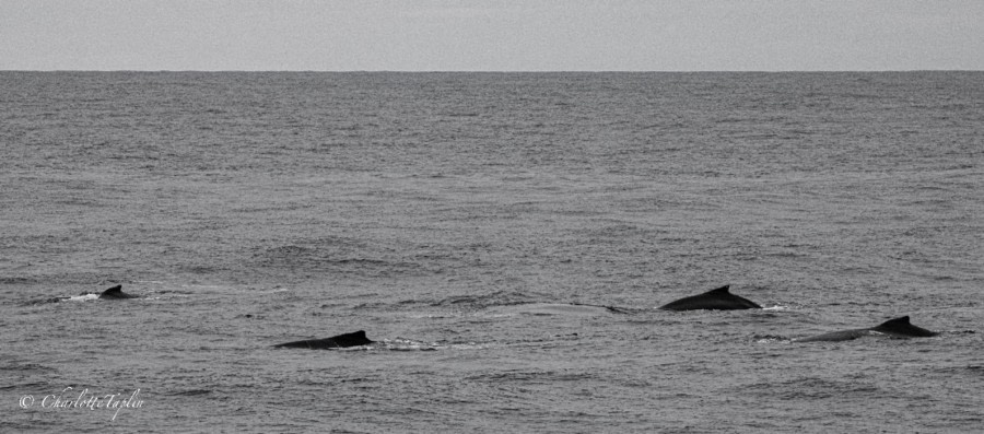 At sea on the Drake Passage towards Ushuaia