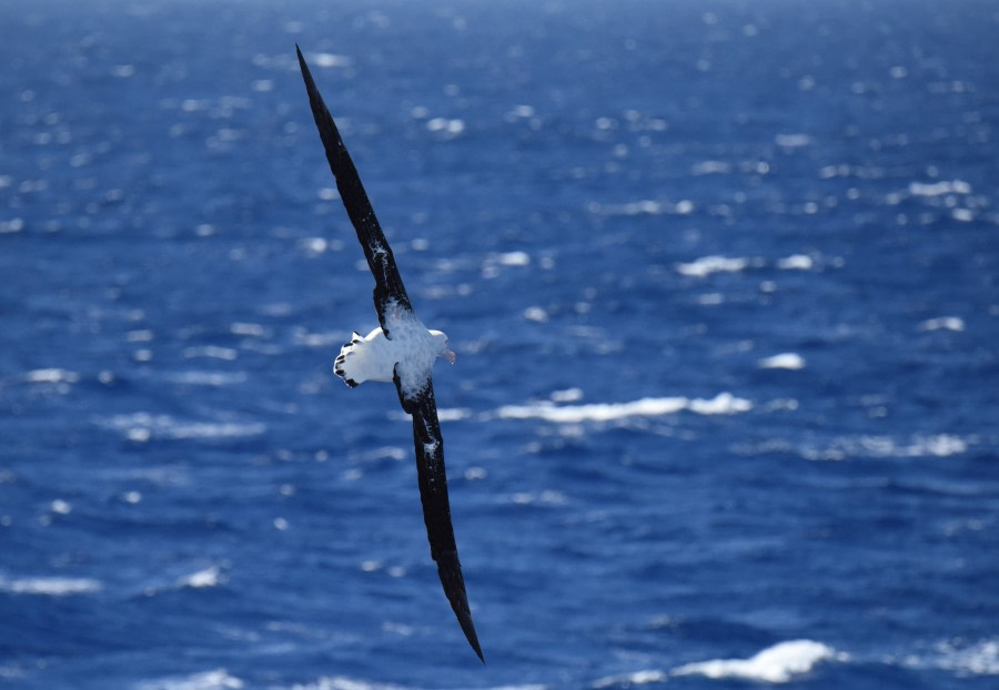 At Sea - Drake Passage