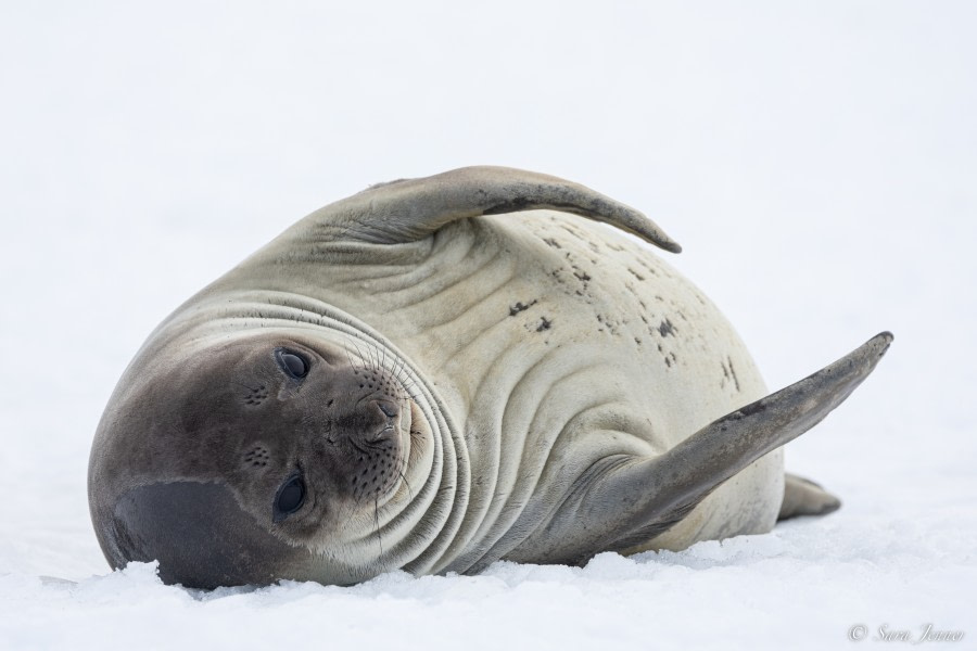 OTL24-22, Day 5 Elepant seal © Sara Jenner - Oceanwide Expeditions.jpg