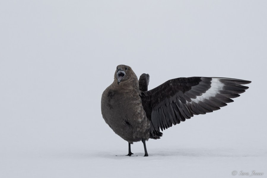 OTL24-22, Day 6 Skua © Sara Jenner - Oceanwide Expeditions.jpg