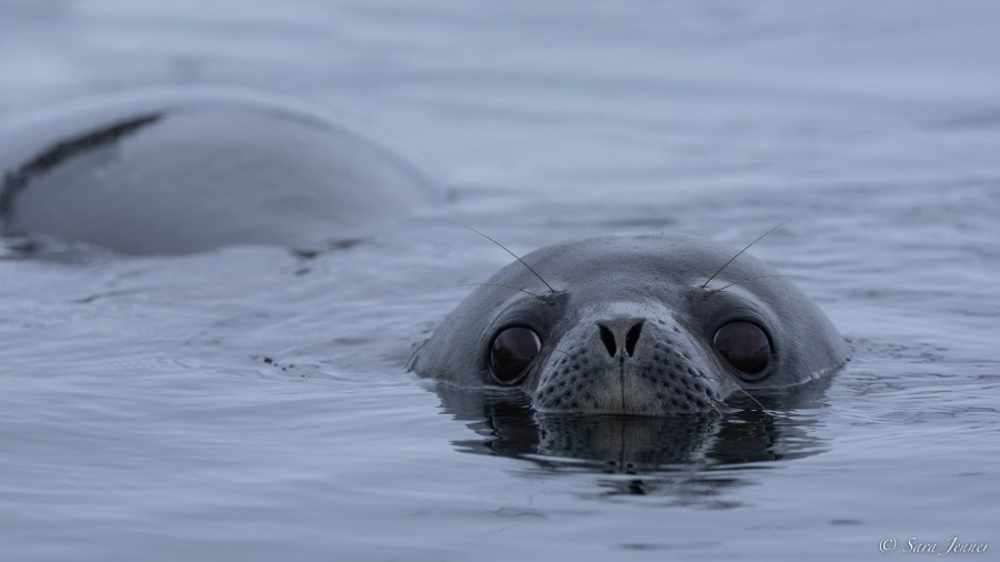 OTL24-22, Day 6 Weddell Seal 2 © Sara Jenner - Oceanwide Expeditions.jpg