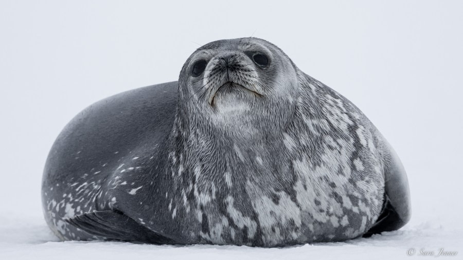 OTL24-22, Day 6 Weddell Seal 3 © Sara Jenner - Oceanwide Expeditions.jpg