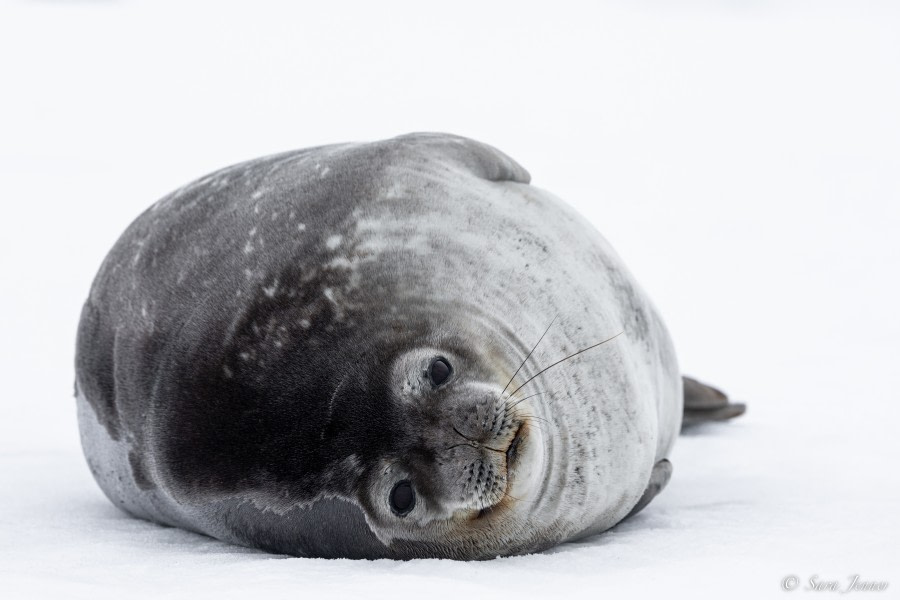 OTL24-22, Day 6 Weddell Seal 4 © Sara Jenner - Oceanwide Expeditions.jpg