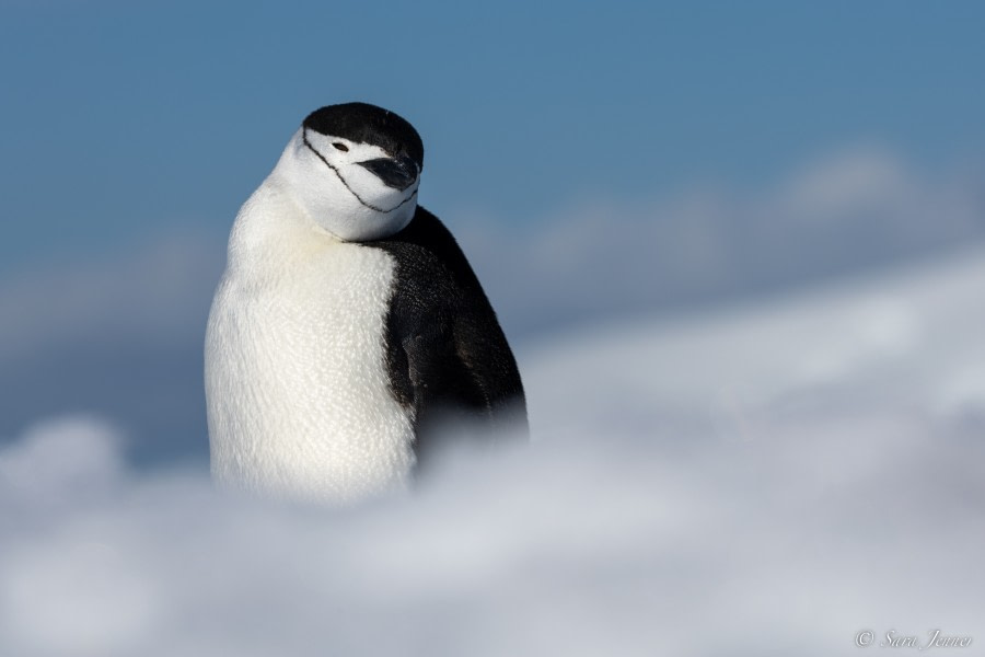 OTL24-22, Day 8 Damoy Point 2 © Sara Jenner - Oceanwide Expeditions.jpg