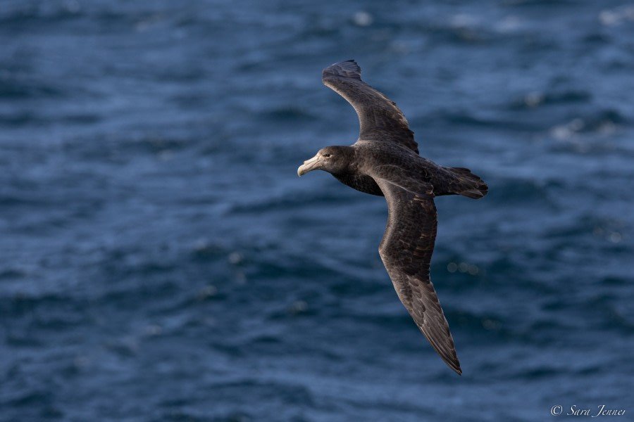 At Sea - Drakes Passage