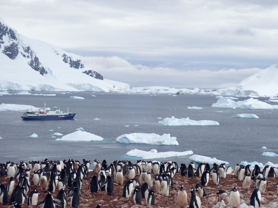 Morning landing on Danco Island, afternoon exploring Orne Harbour and Gerlache Strait and Leith Cove camping