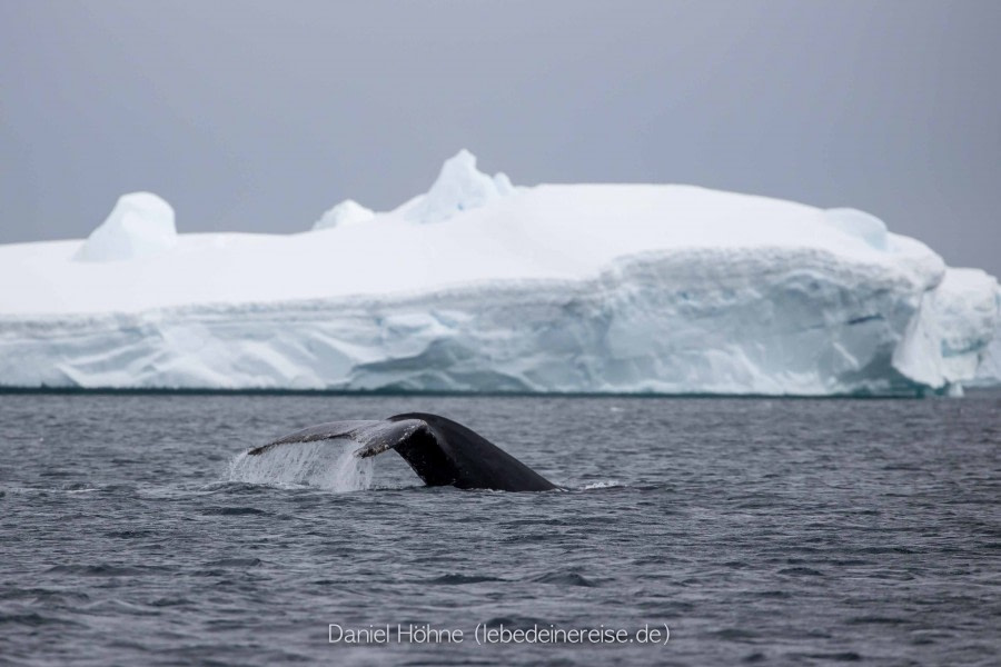 PLA24-22, Day 7 BC5I0029 © Daniel Hoehne - Oceanwide Expeditions.jpg