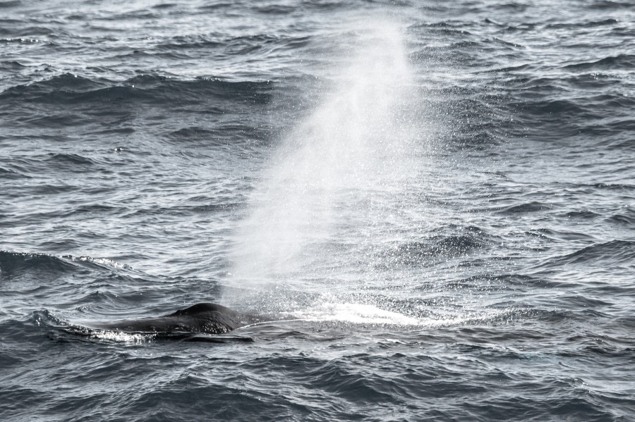 HDS24-22, Day 2 00185 © Unknown Photographer - Oceanwide Expeditions.jpg