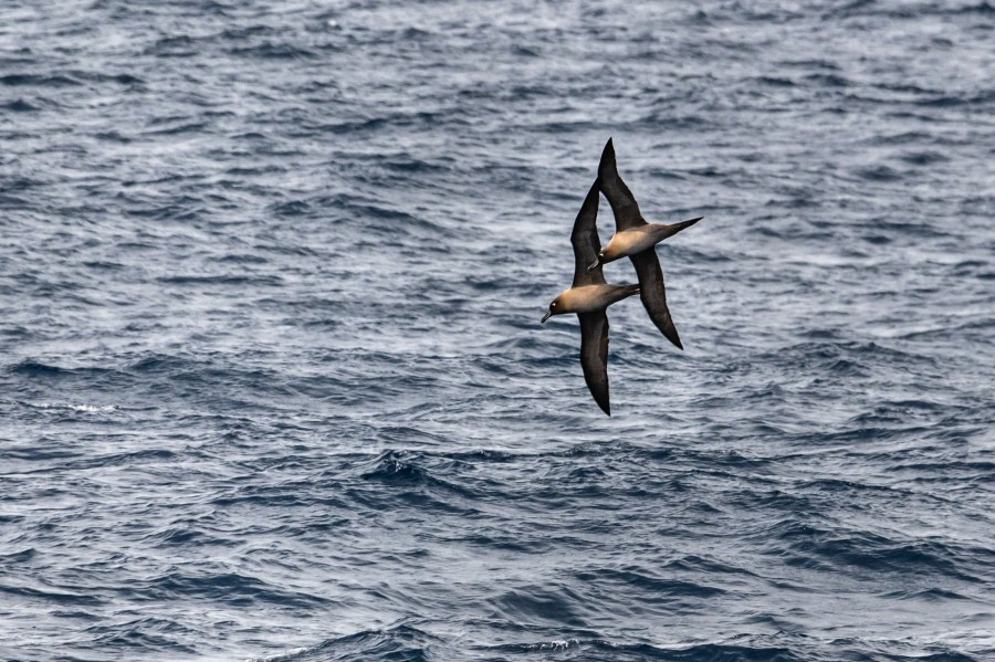 At sea in the Drake Passage towards Ushuaia