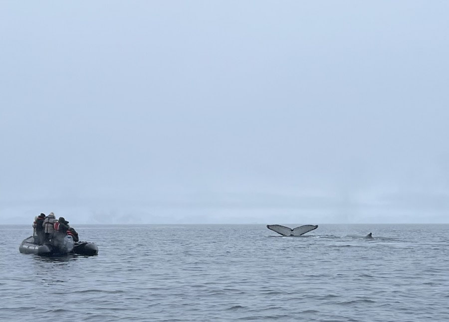 HDS24-22, Day 5 zodiac_fluke © Tiphanie May - Oceanwide Expeditions.jpg