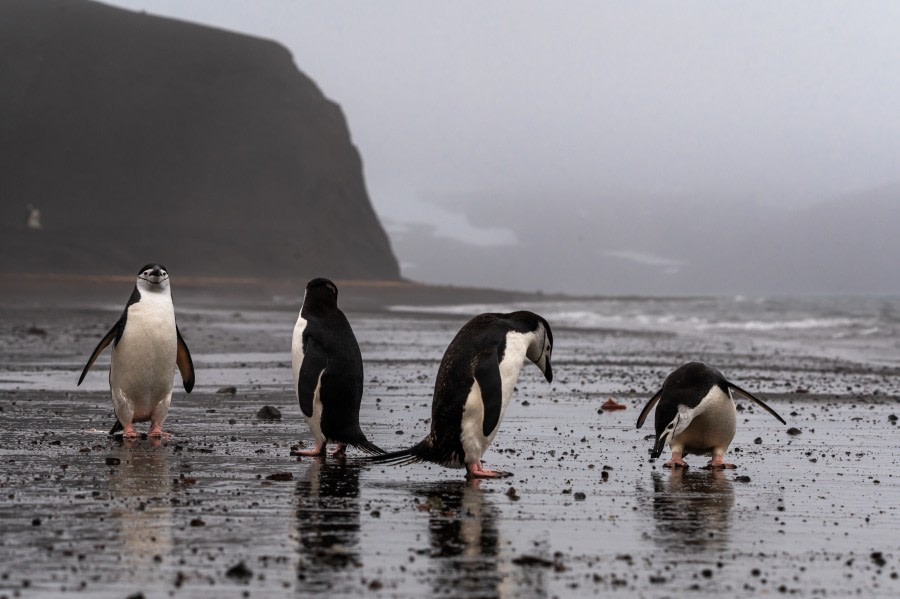 Deception Island: Telefon & Whalers Bay