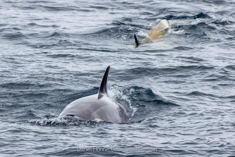 PLA25-23, Day 9 BC5I3844 © Daniel Hoehne - Oceanwide Expeditions.jpg