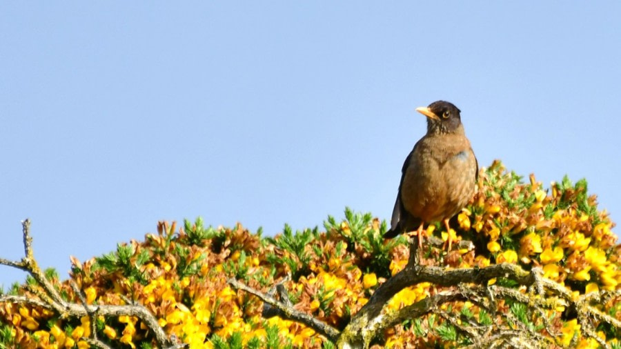 OTL25-23,  Day 3 Austral Thrush © Unknown Photographer - Oceanwide Expeditions.jpg